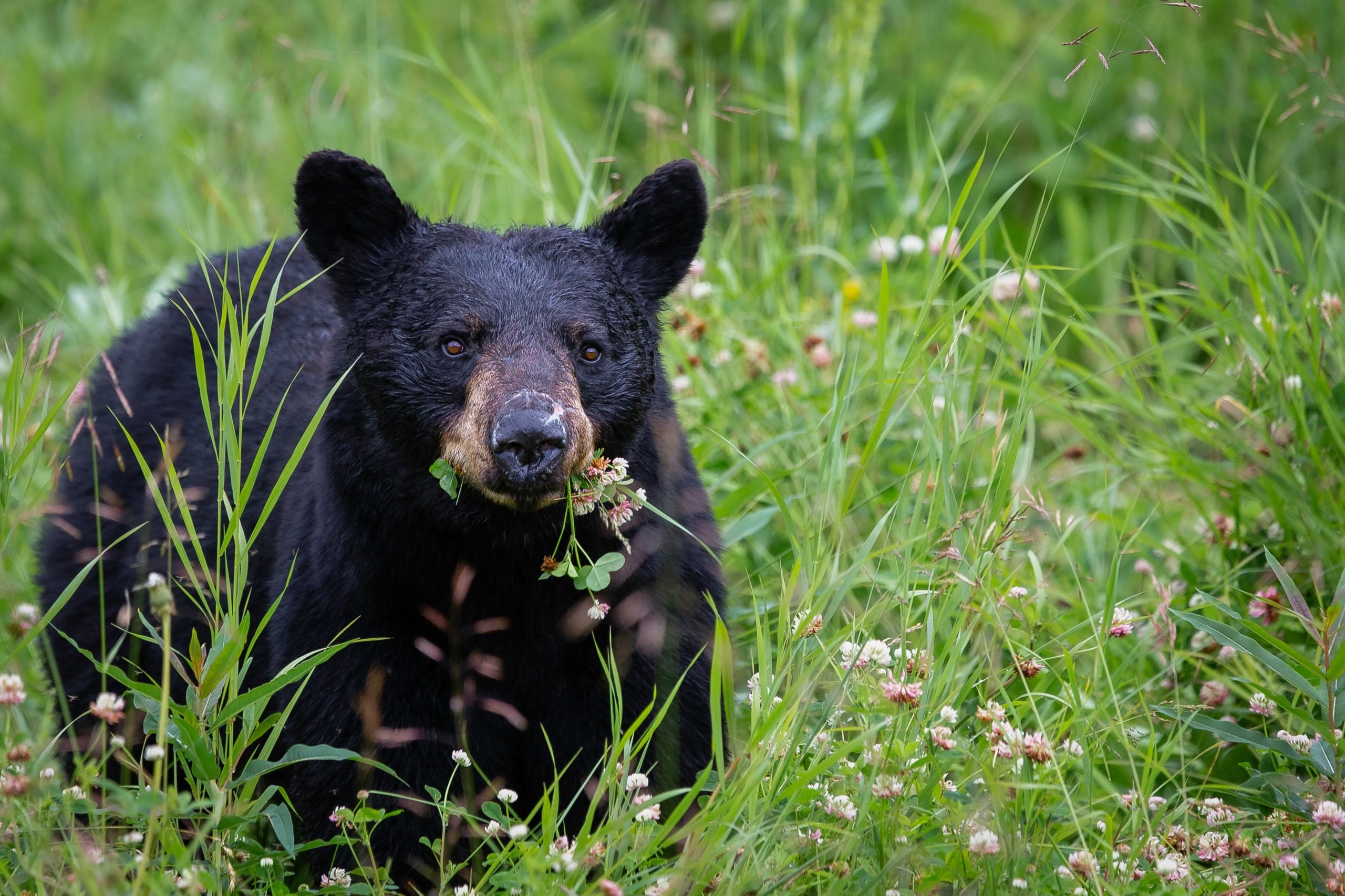 Bears in Cabot: Why Are These Majestic Creatures Roaming Our Neighborhoods?