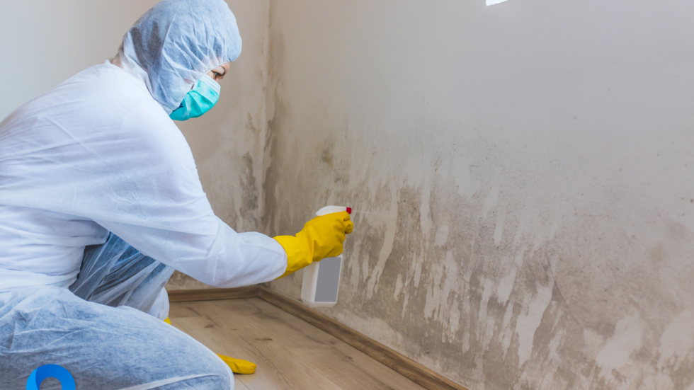 What Are the Health Risks Associated With Mold in My Murfreesboro Home, and How Can I Address Them?