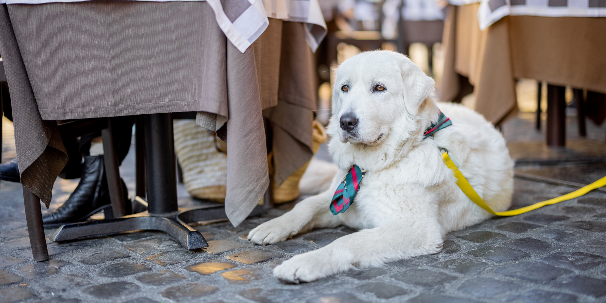 7 Pawsitively Perfect Pet-Friendly Restaurants in Albany, Oregon