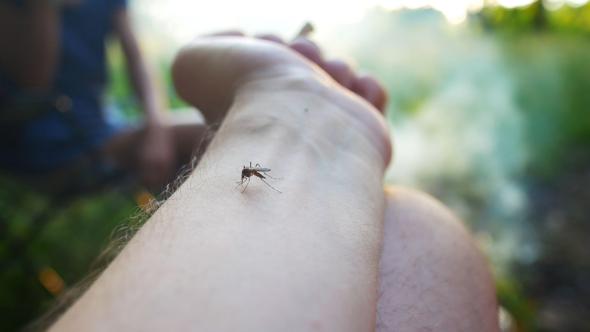 Enjoy Mosquito-Free Evenings: Top Tips for Reducing Mosquitoes in Your Yard