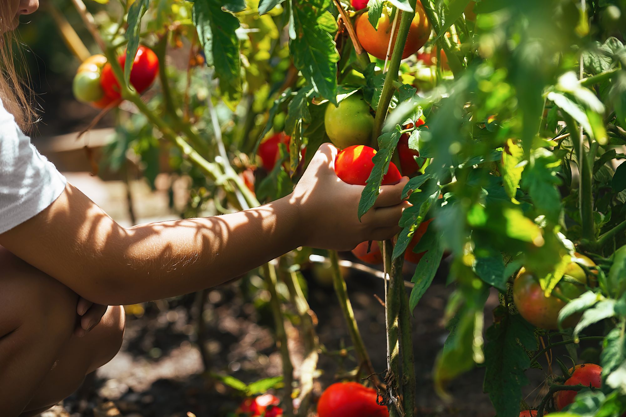 8 Summer Salad Recipes To Make With Your Garden Harvest