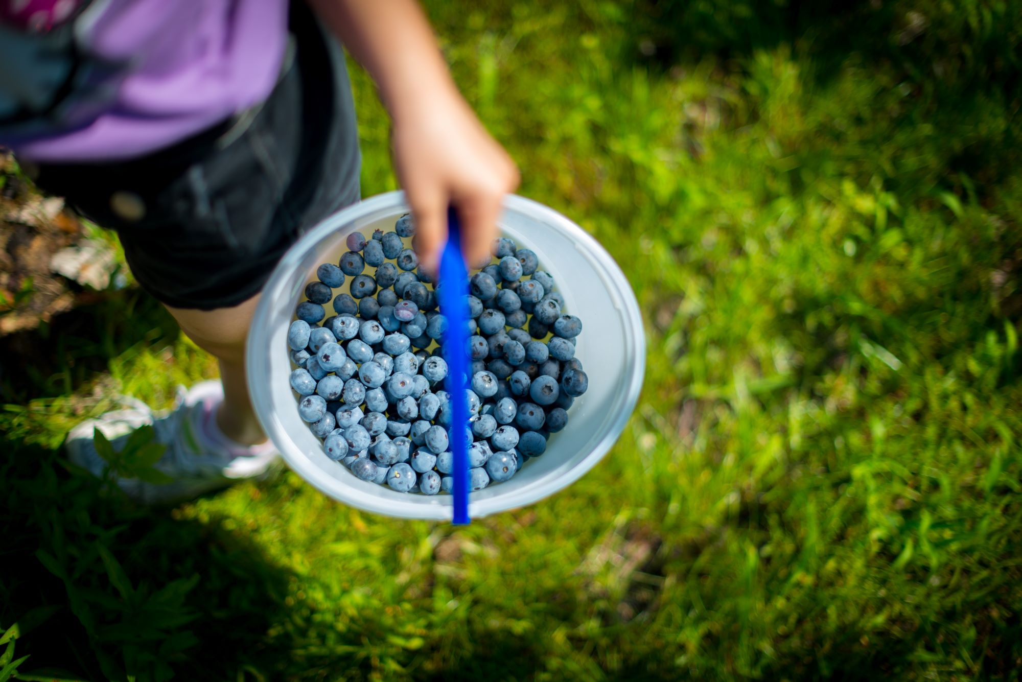 Where to U-Pick Berries in Salem, Oregon