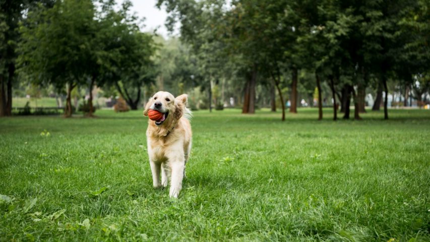 5 Off-Leash Dog Parks in the Salem, Oregon Area