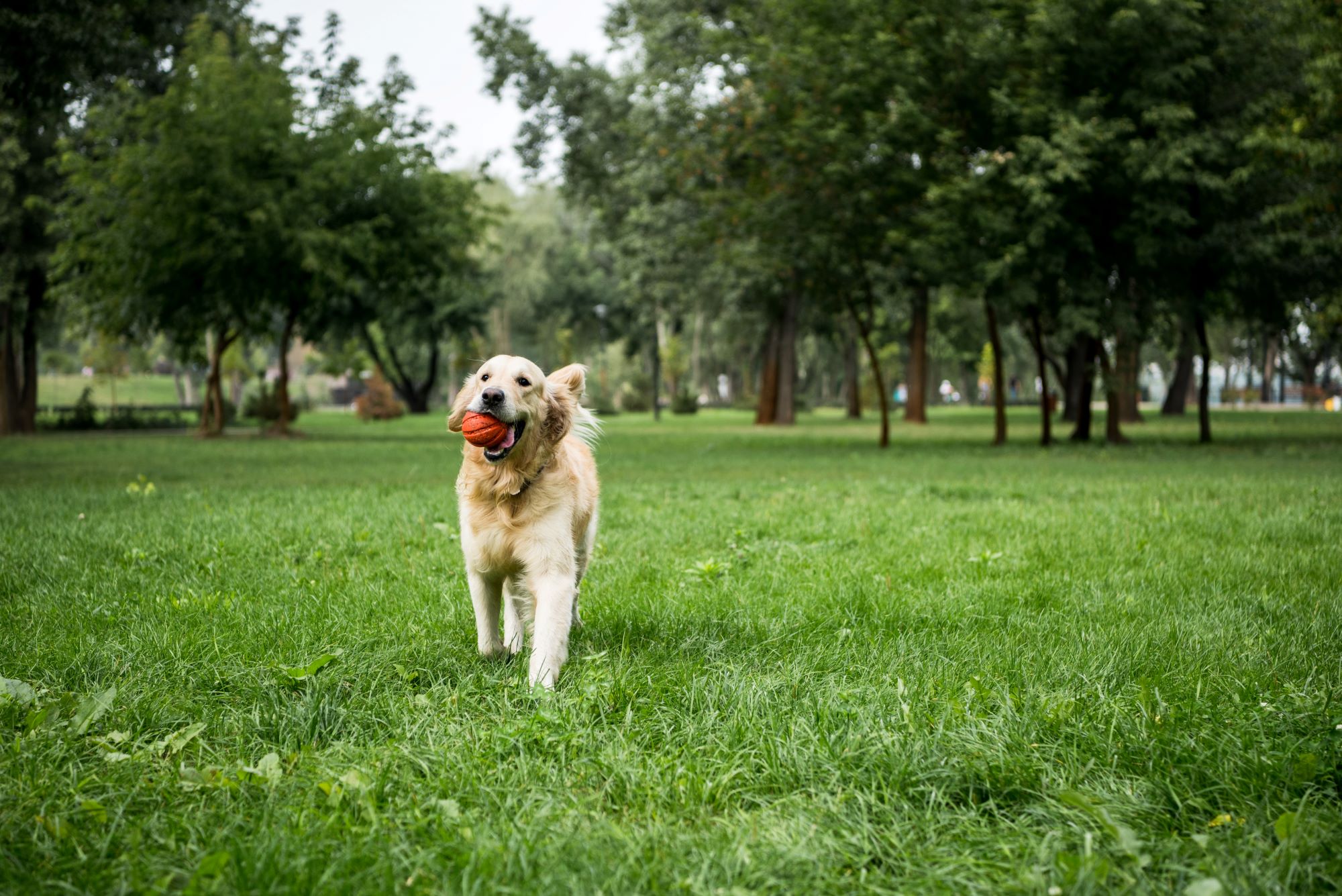 5 Off-Leash Dog Parks in the Salem, Oregon Area