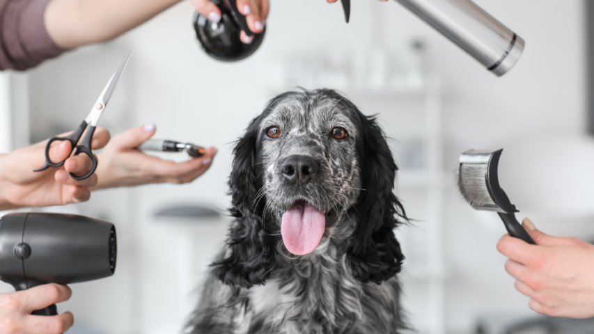 Pampered Paws: 6 Pet Groomers in Albany, Part 1