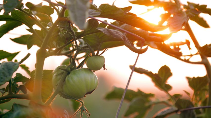 Get Ready for Fall: Late Summer Gardening Tips for Cabot, AR Residents