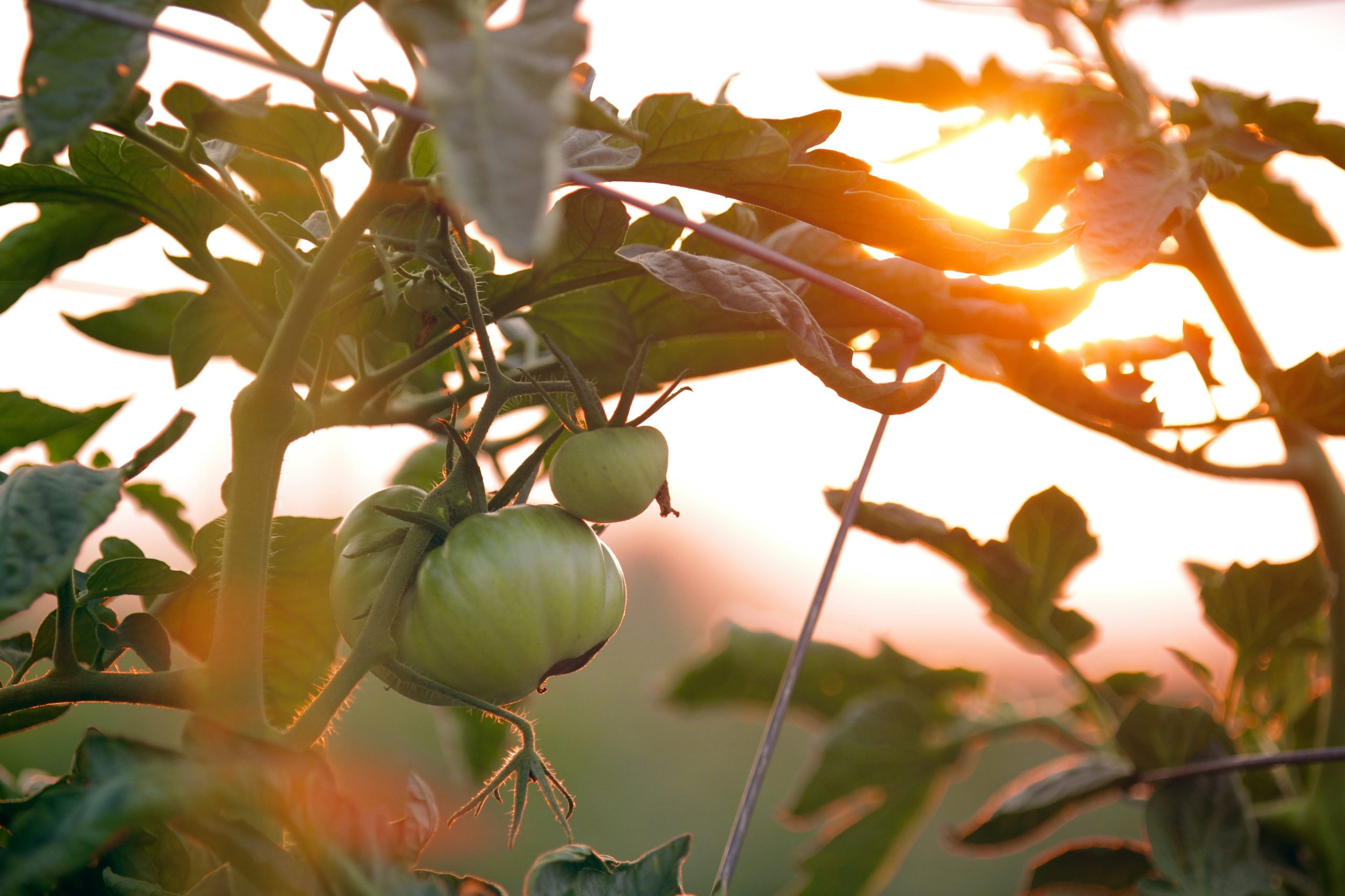 Get Ready for Fall: Late Summer Gardening Tips for Cabot, AR Residents