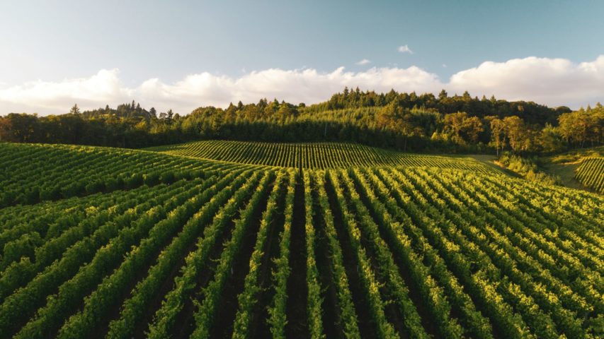 Wine Tasting in Salem, Oregon: Exploring 11 Scenic Wineries and Vineyards