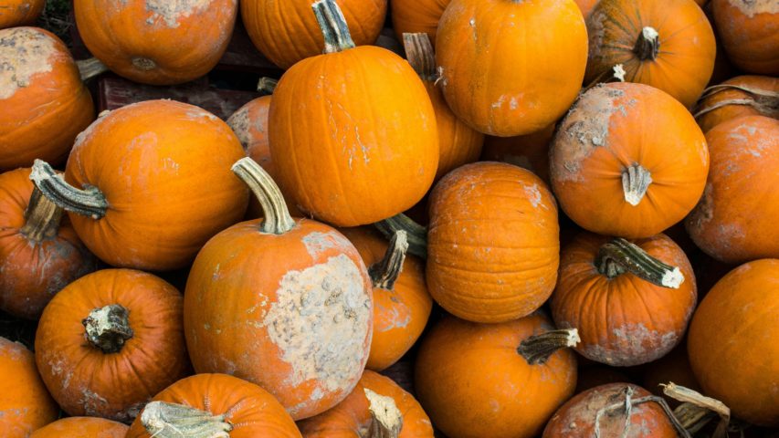 Top Pumpkin Patches to Visit Near Searcy, AR This Fall