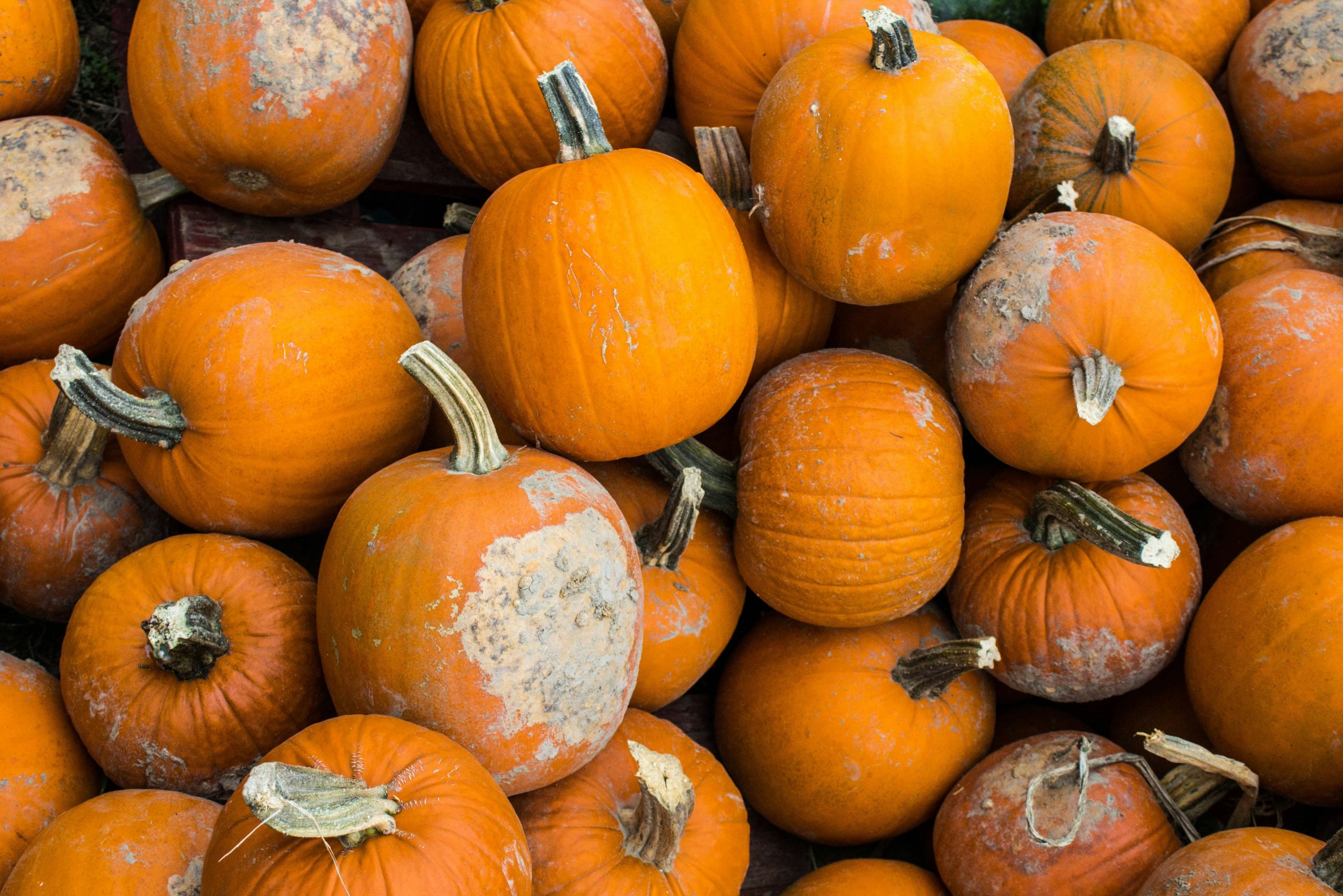 Top Pumpkin Patches to Visit Near Searcy, AR This Fall