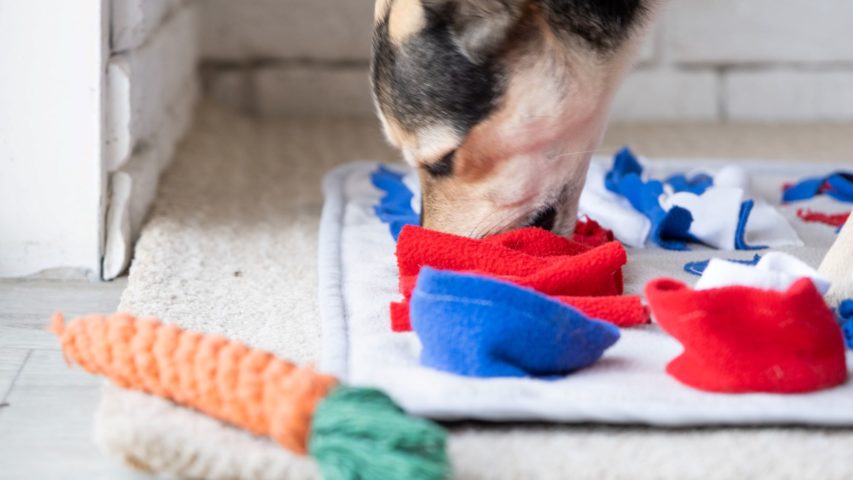 DIY Dog Enrichment: Stimulating Activities for a Happier, Healthier Pup