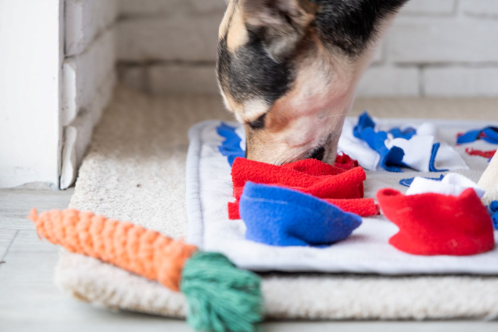 DIY Dog Enrichment: Stimulating Activities for a Happier, Healthier Pup