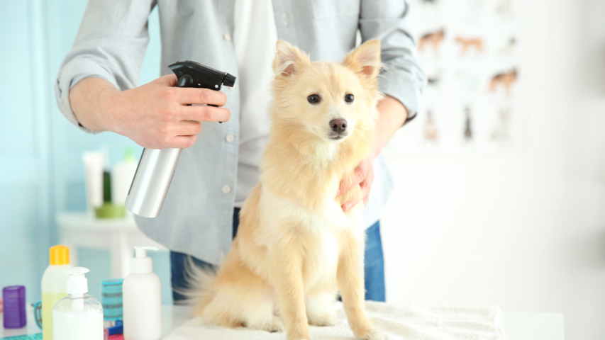 Pet Grooming in Albany, Oregon: 5 More Local Groomers to Know, Part 2