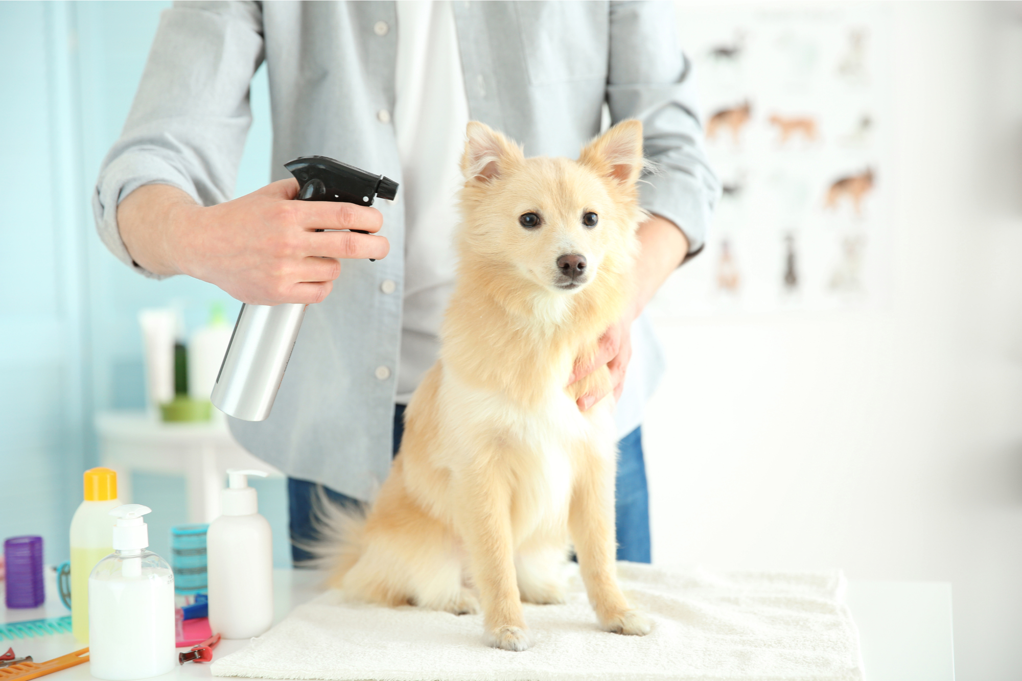 Pet Grooming in Albany, Oregon: 5 More Local Groomers to Know, Part 2