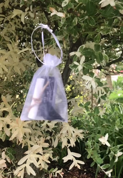 Black Bird inside pouch hanging on a bush