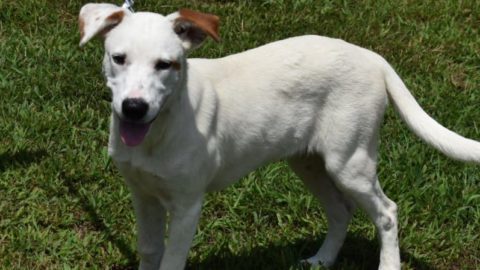 October is Adopt a Shelter Dog Month: Visit Humane Society of Searcy Today!