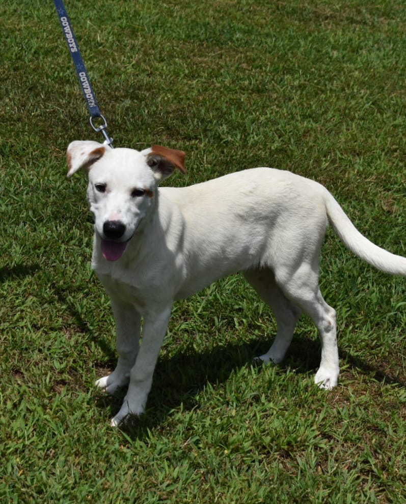 October is Adopt a Shelter Dog Month: Visit Humane Society of Searcy Today!