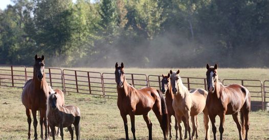 Experience “The Mane Event” at Beyond Boundaries: an Unforgettable Night on October 25th