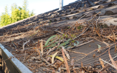 The Impact of Tree Debris on Your Roof and How to Manage It