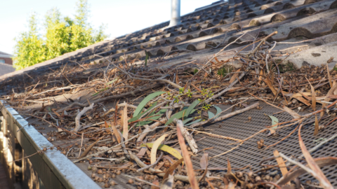 The Impact of Tree Debris on Your Roof and How to Manage It