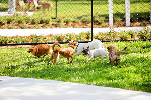 The Best Parks to Walk Your Dog in Searcy, AR