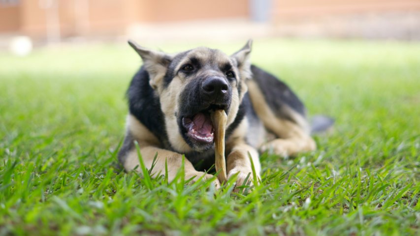 Helping Pets in Need: CASS Pet Pantry Offers Essential Support to Cabot Community