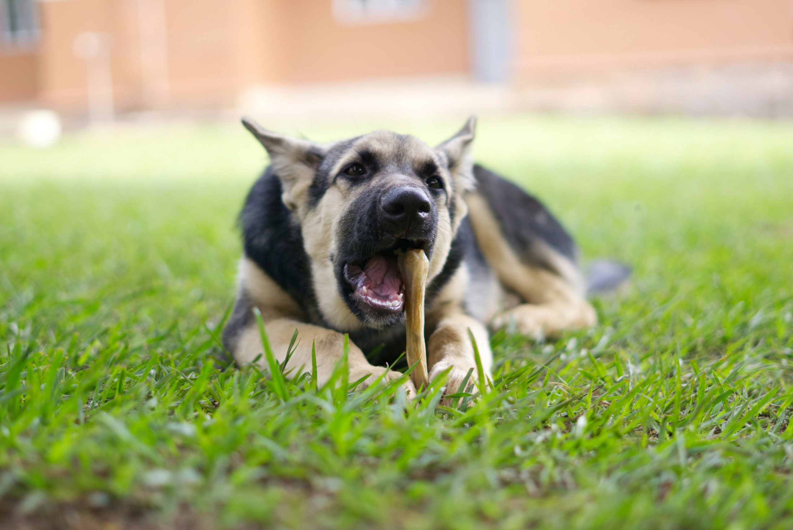 Helping Pets in Need: CASS Pet Pantry Offers Essential Support to Cabot Community