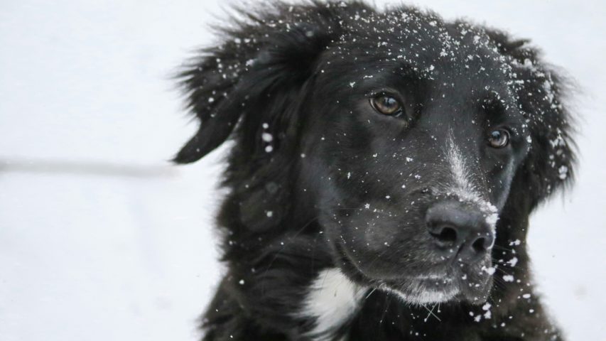 Pet Care in Cooler Weather: How Cabot Residents Can Prepare