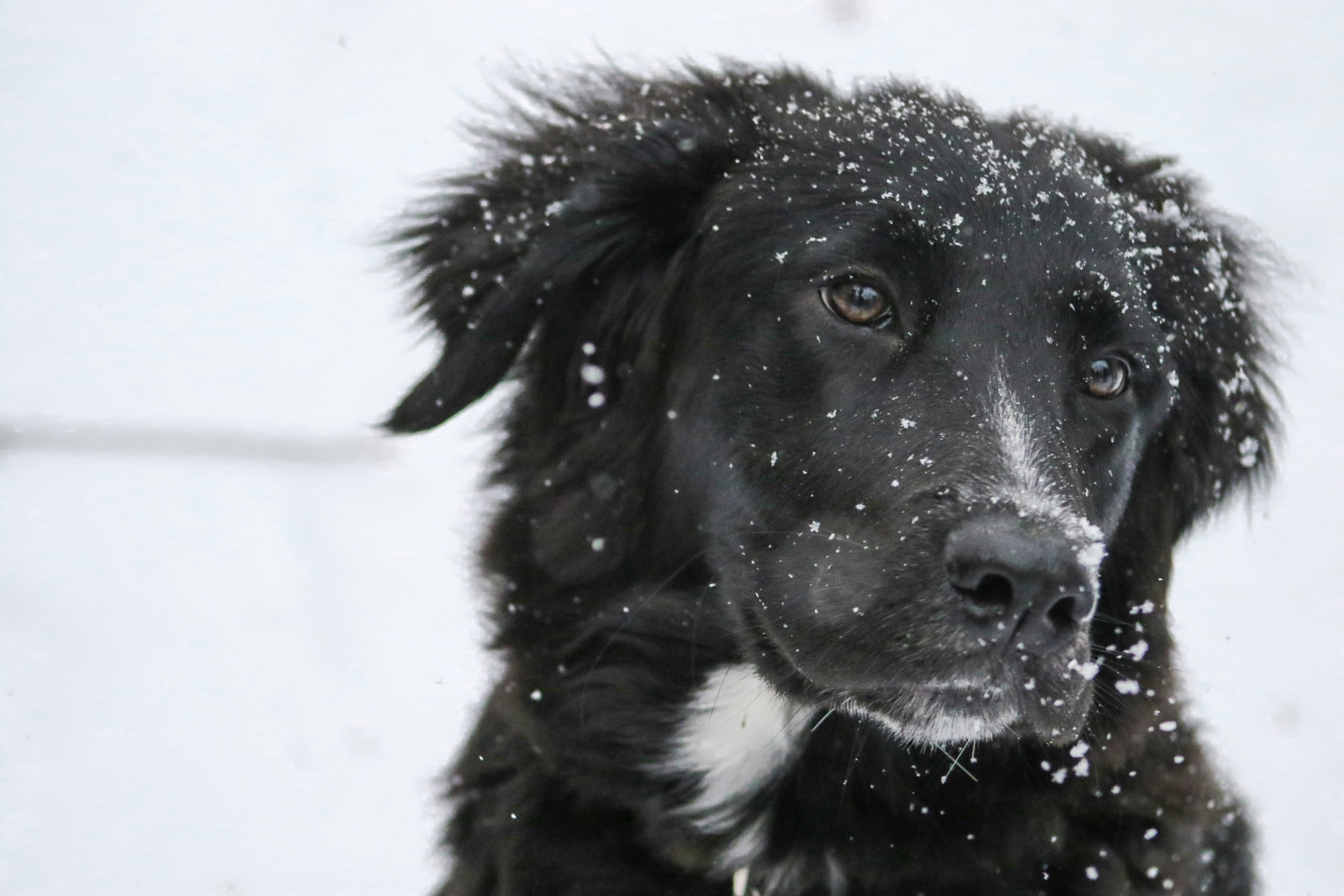 Pet Care in Cooler Weather: How Cabot Residents Can Prepare