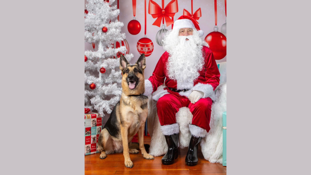 Pet Portraits with Santa Albany OR