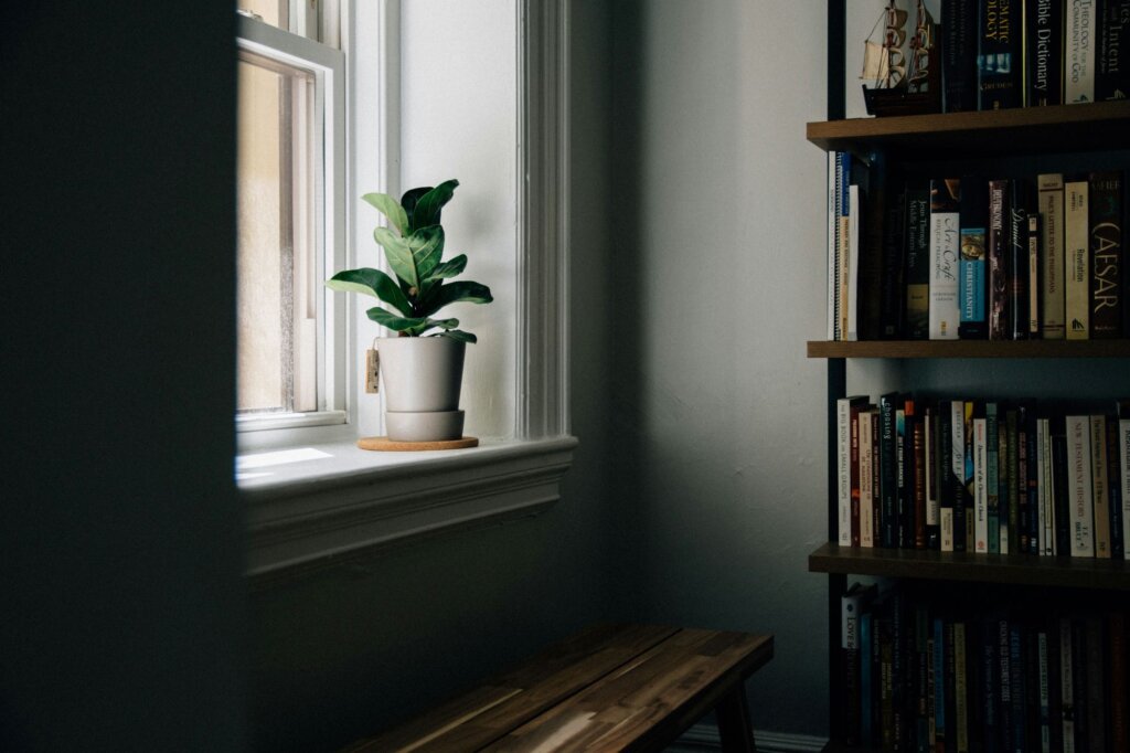 Winter houseplant care