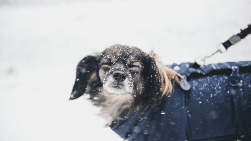 Caring for Your Pet During Colder Weather