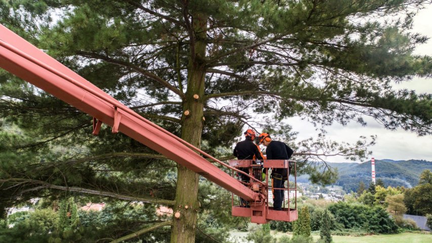 Tree Care Professionals in Salem, OR: 6 Experts for Your Tree Needs