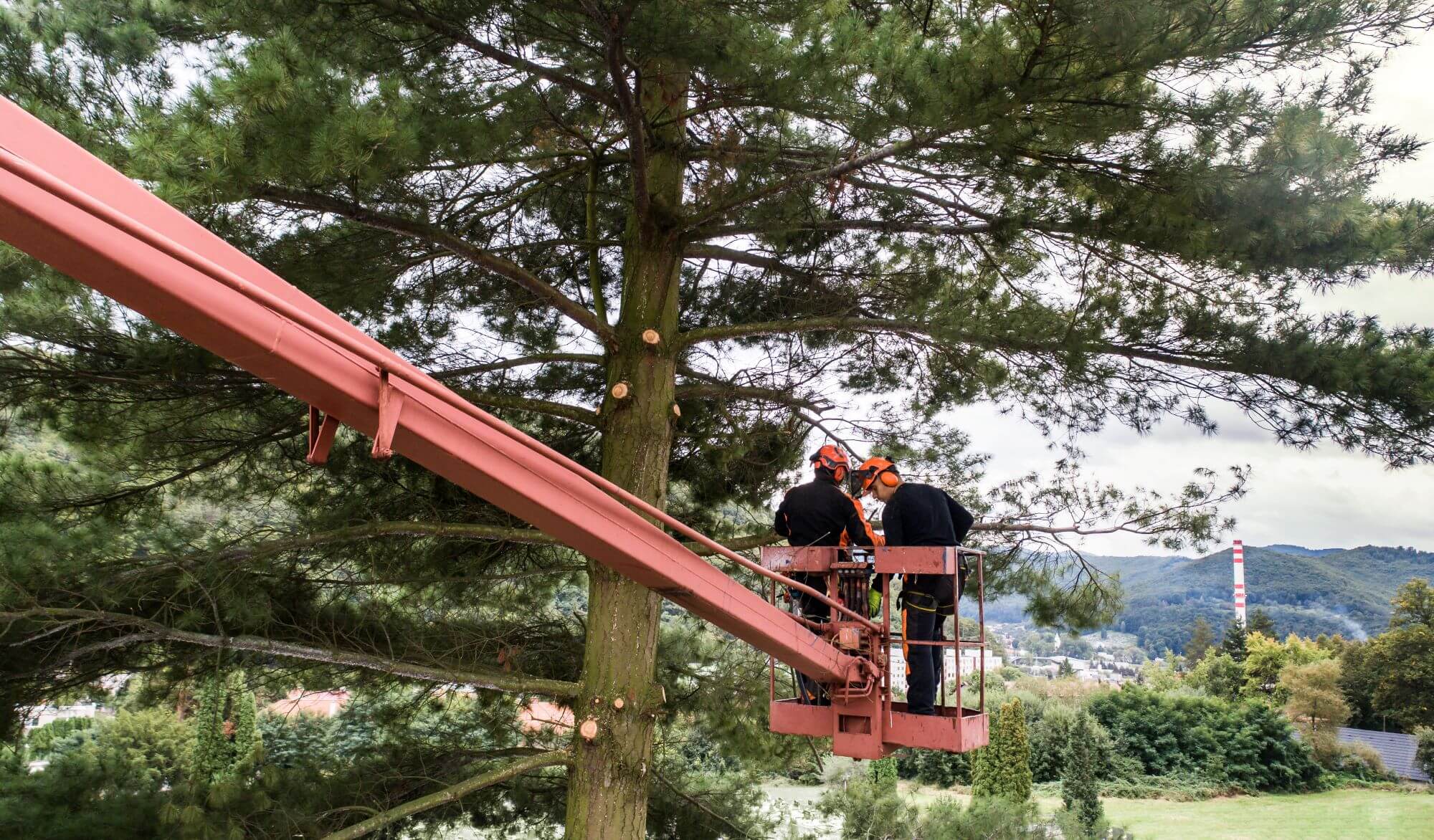 Tree Care Professionals in Salem, OR: 6 Experts for Your Tree Needs