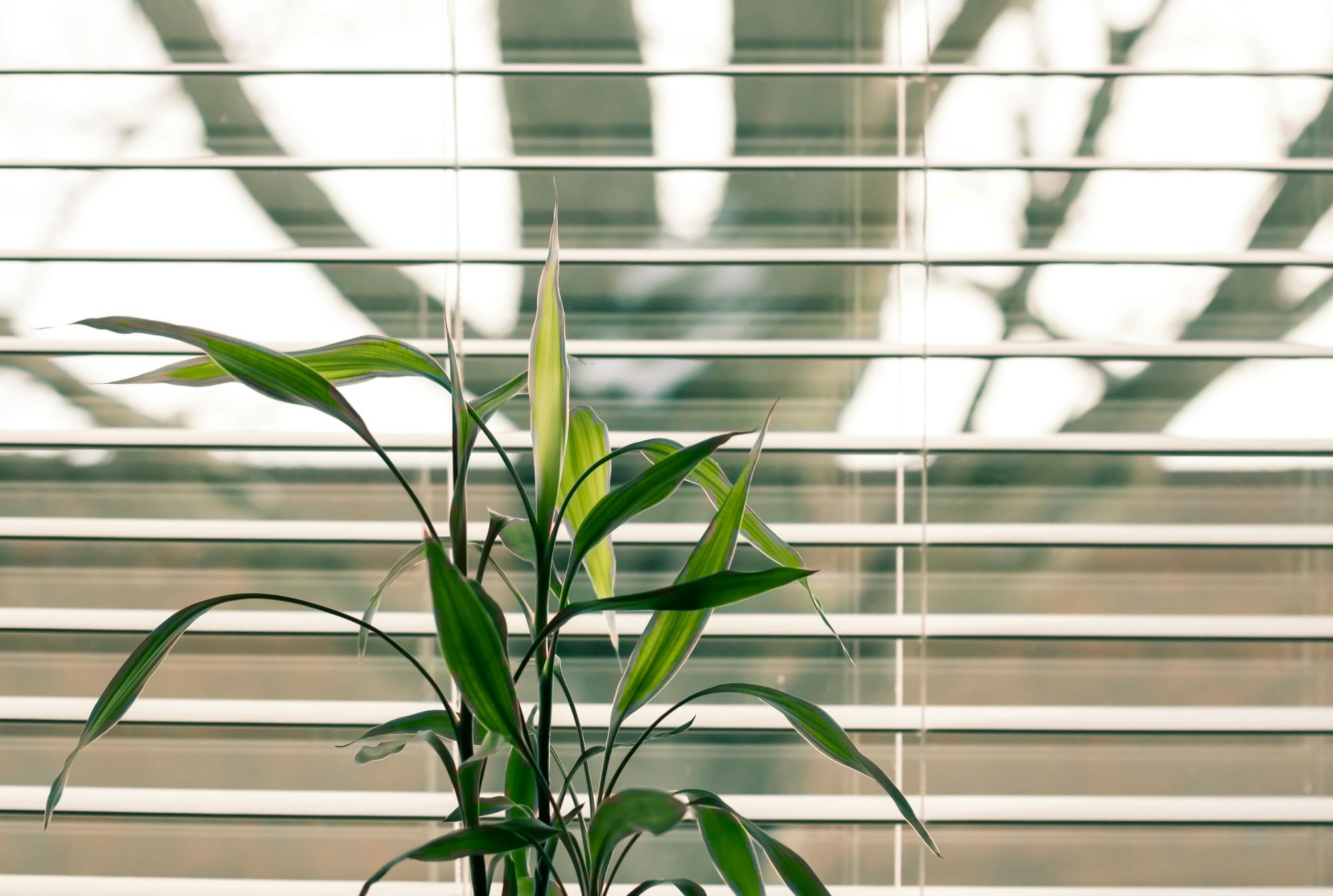 Plant Dormancy: What to Expect and How to Care for Houseplants That Go Dormant in Winter