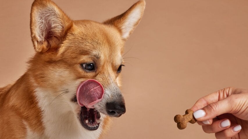 Healthy Treats for Dogs: What to Look for When Choosing Treats