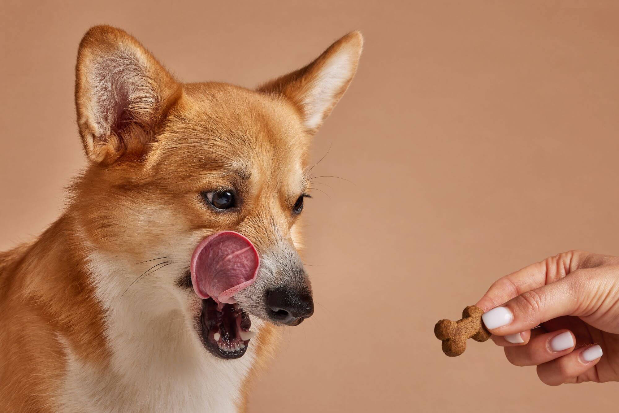 Healthy Treats for Dogs: What to Look for When Choosing Treats