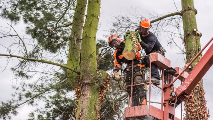 Salem’s Top Tree Care Experts: 4 More Local Companies for Quality Service