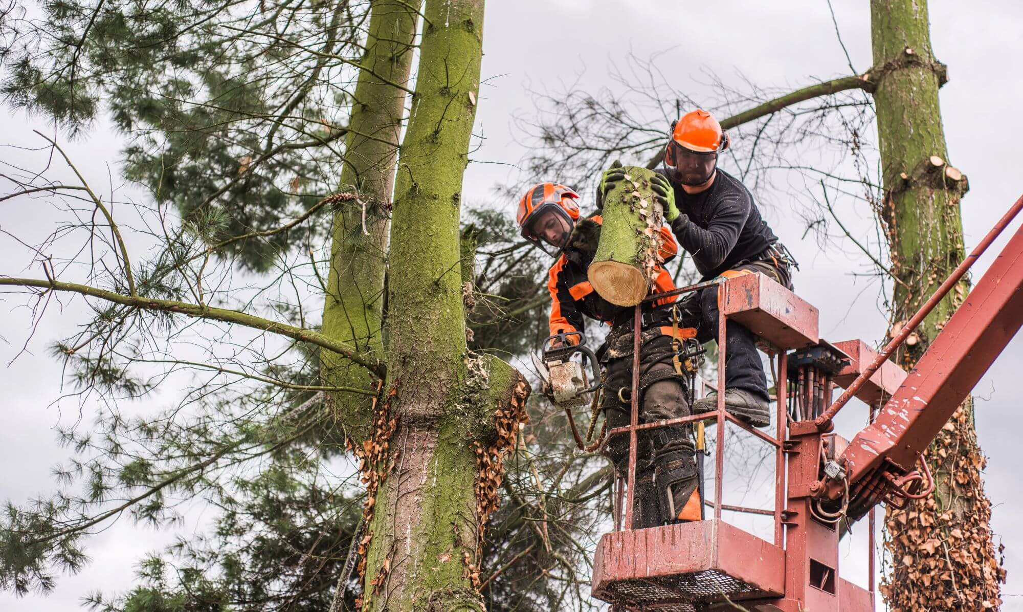 Salem’s Top Tree Care Experts: 4 More Local Companies for Quality Service