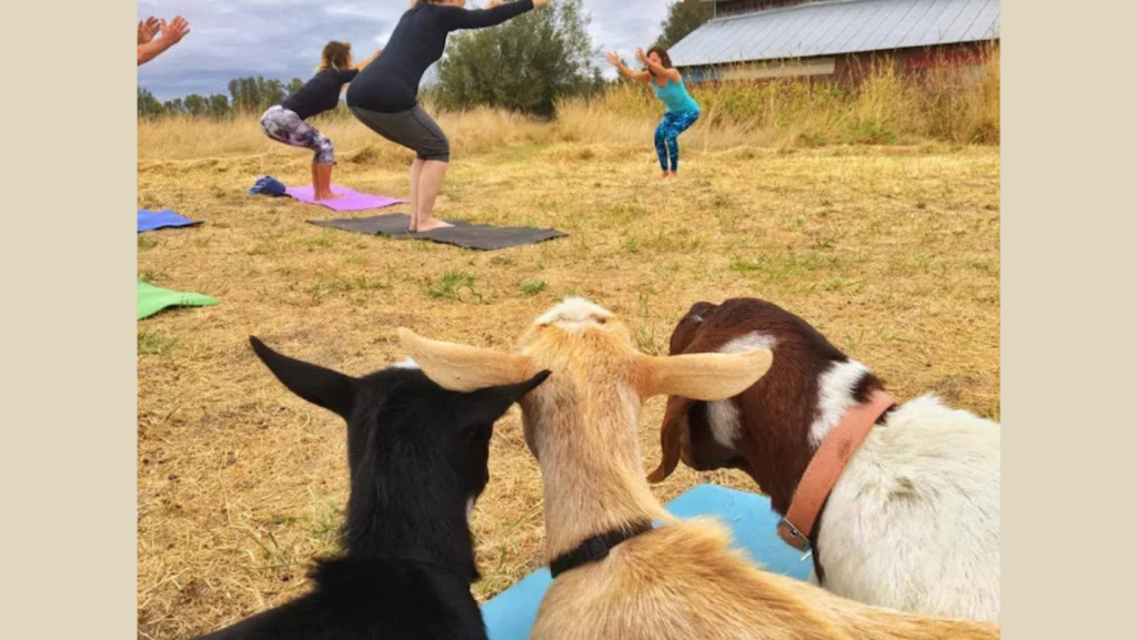 Finding Your Light – Goat Yoga Albany OR