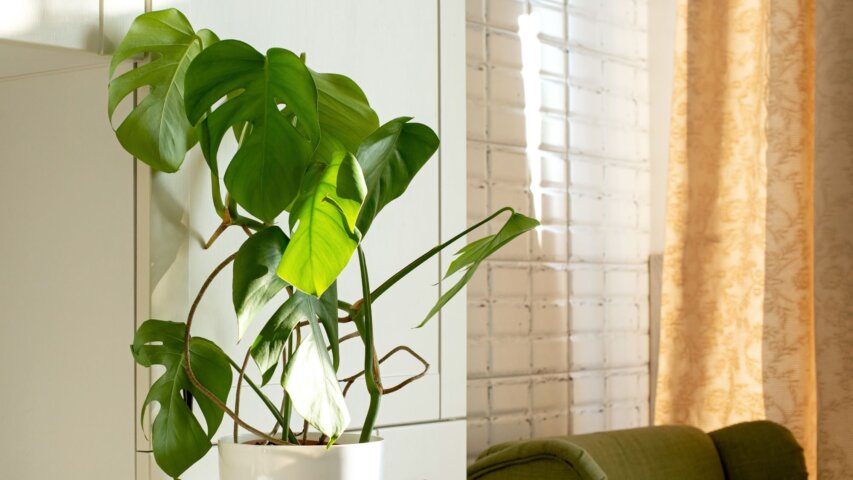 The Power of Plants in Home Décor: How to Style Indoor Greenery