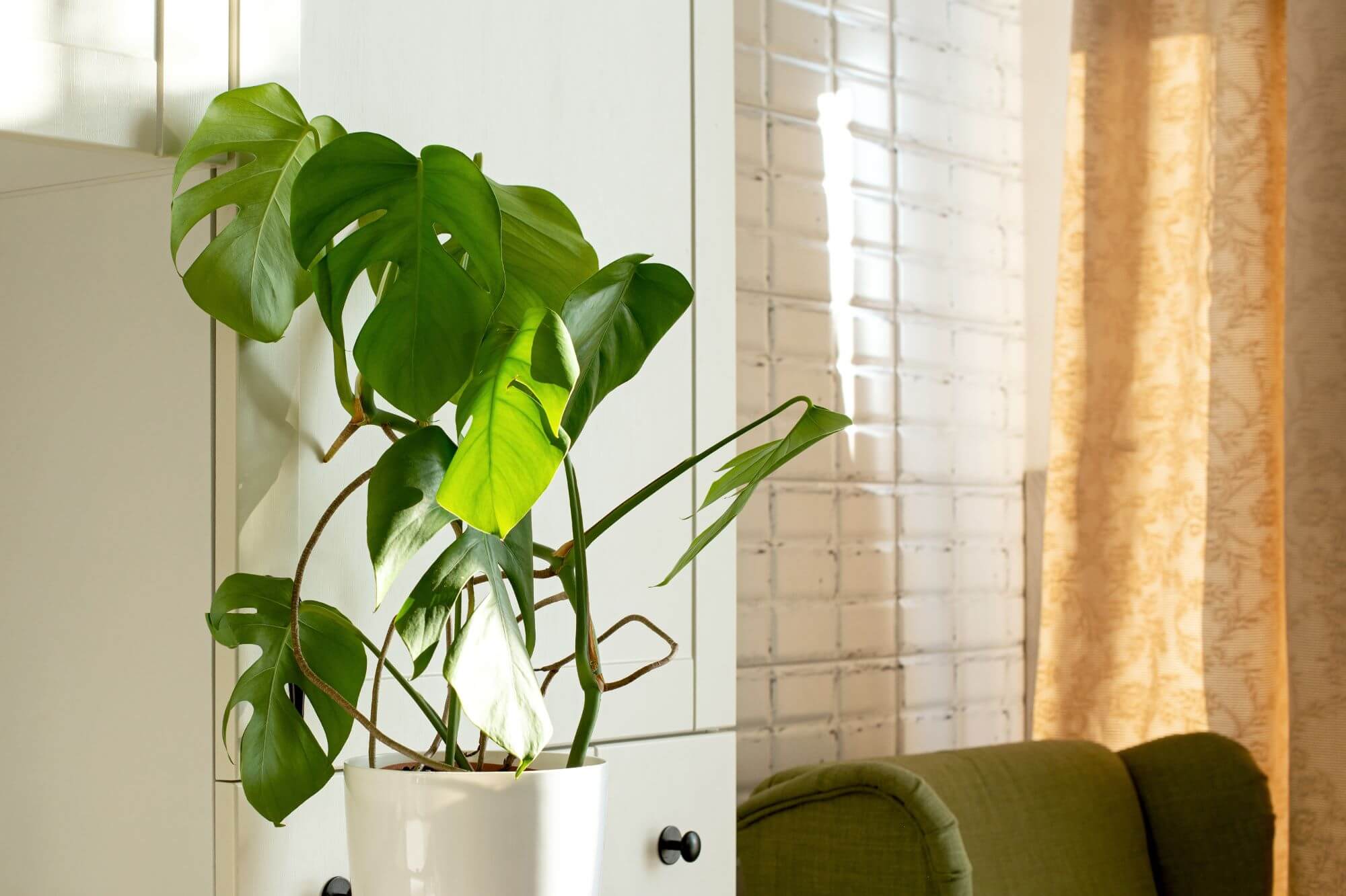 The Power of Plants in Home Décor: How to Style Indoor Greenery