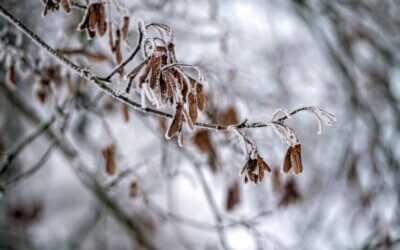 Understanding How Cold Weather and Snow Can Cause Mold in Your Lawn and How to Treat It