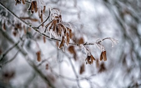 Understanding How Cold Weather and Snow Can Cause Mold in Your Lawn and How to Treat It