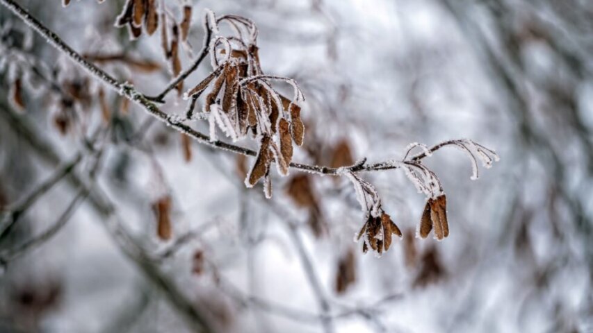 Understanding How Cold Weather and Snow Can Cause Mold in Your Lawn and How to Treat It