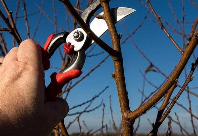 fruit tree pruning workshop