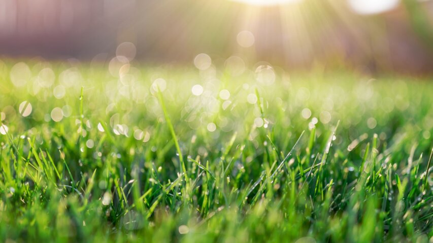 Lawn Aeration: The Key to a Healthier, Greener Yard