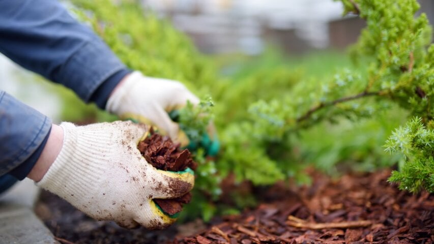 Ground Cover Made Simple: Find the Best Fit for Your Landscape