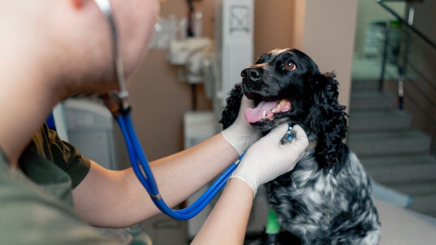 Veterinary Care in Salem: 12 Local Clinics Providing Compassionate Pet Services