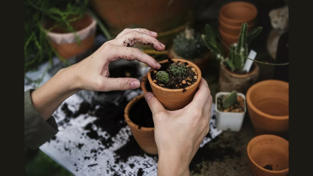 Rooted Together: Plant Swap & Social Albany OR